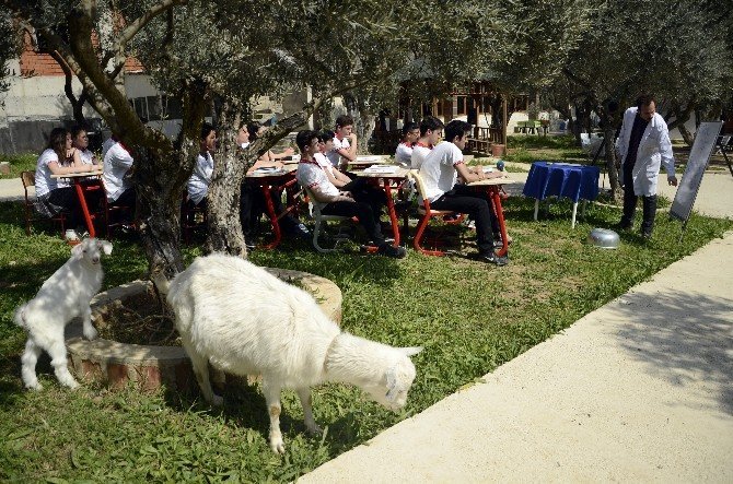 İzmir'de Hababam Sınıfı