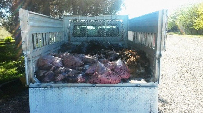 Diyarbakır’da 1 Ton Hayvansal Ürün Yakalandı