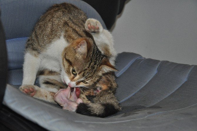 Doğum Sancısı Çeken Kediye Sezaryen Yapıldı
