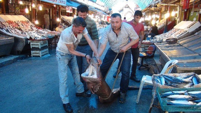 Mersin'de Ağlara İkinci Kez Köpek Balığı Takıldı
