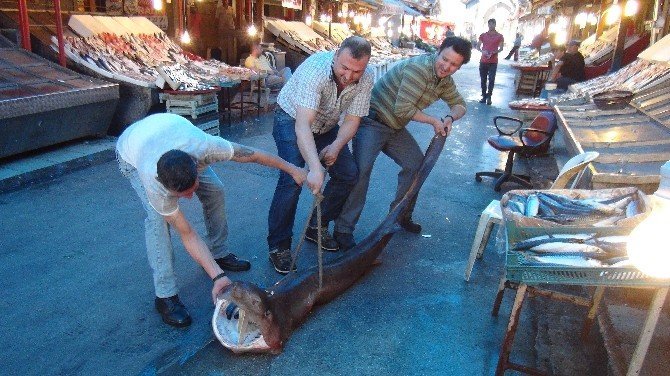 Mersin'de Ağlara İkinci Kez Köpek Balığı Takıldı