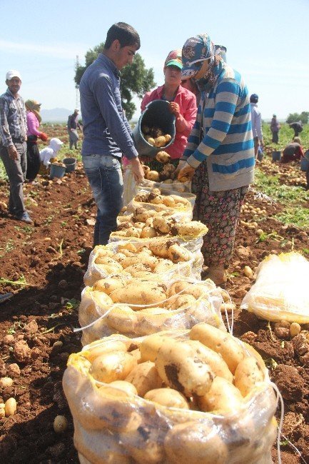 Adana'da Tarım İşçileri Çok Zor Şartlarda Para Kazanıyor