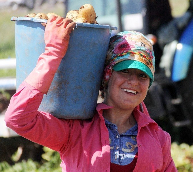 Adana'da Tarım İşçileri Çok Zor Şartlarda Para Kazanıyor