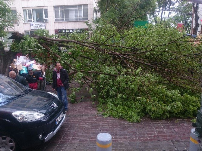 Ankara'da Sağanak Yağış Ağaç Devirdi