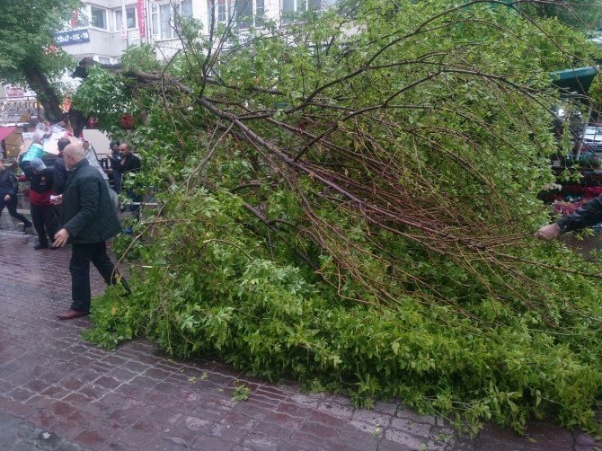 Ankara'da Sağanak Yağış Ağaç Devirdi