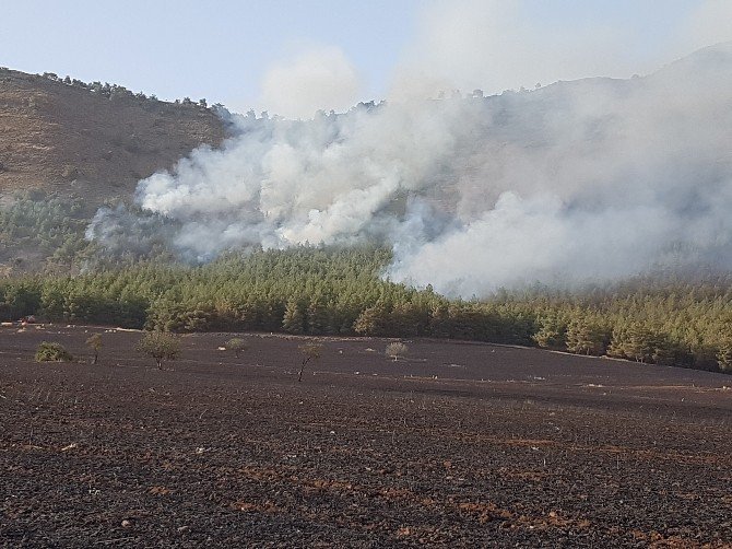 Hassa'da Tarlada Çıkan Yangın Ormana Sıçradı