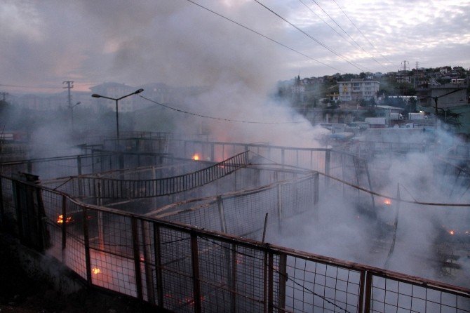 Yalova'da Halde Yangın Çıktı