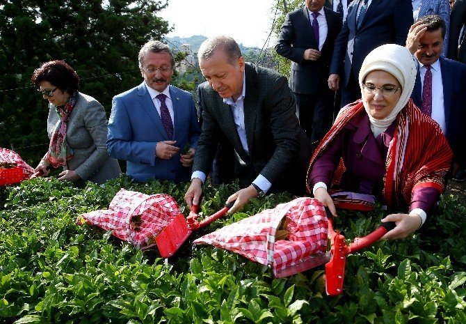 Cumhurbaşkanı Erdoğan Rize'de Çay Topladı