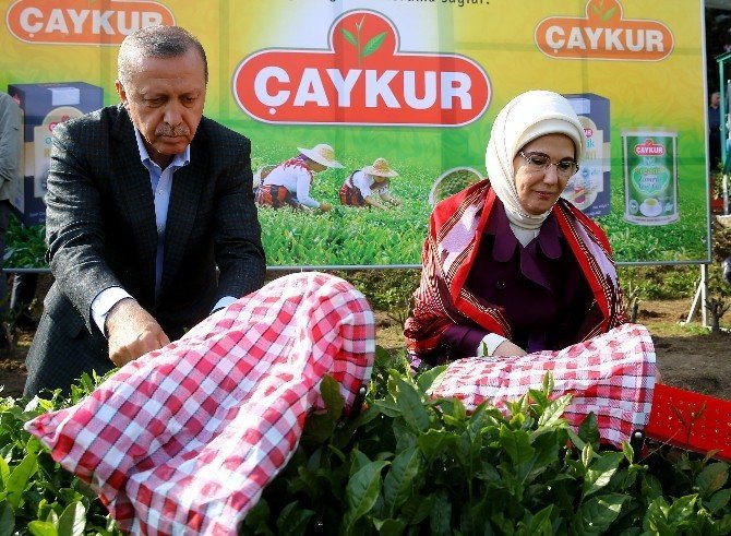 Cumhurbaşkanı Erdoğan Rize'de Çay Topladı