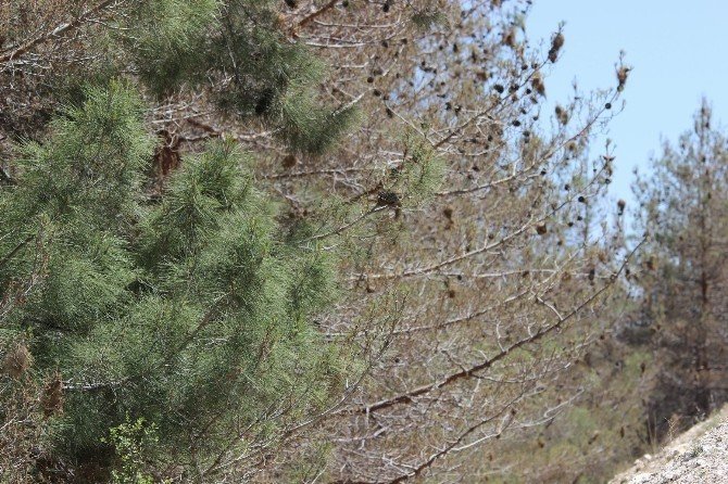 Gaziantep’te Ağaçlar Böcekler Tarafından İşgal Edildi