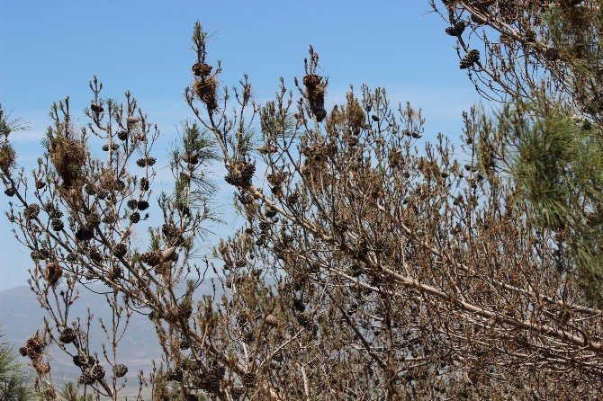Gaziantep’te Ağaçlar Böcekler Tarafından İşgal Edildi