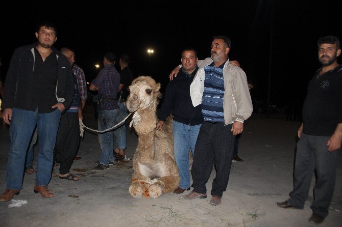 Bülent Ersoy İçin Deve Kestiler