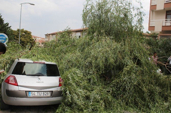 Ankara'da Etkisini Gösteren Fırtına Ağaç Devirdi