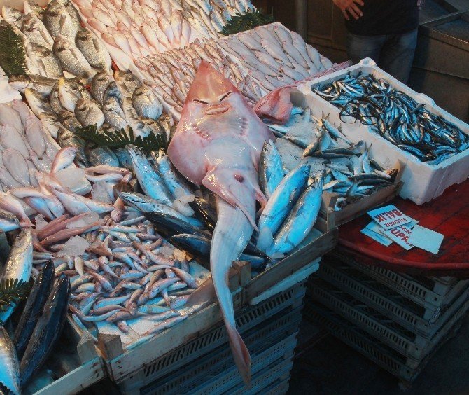 İnsan Yüzlü Balık Bakana Birdaha Baktırtıyor