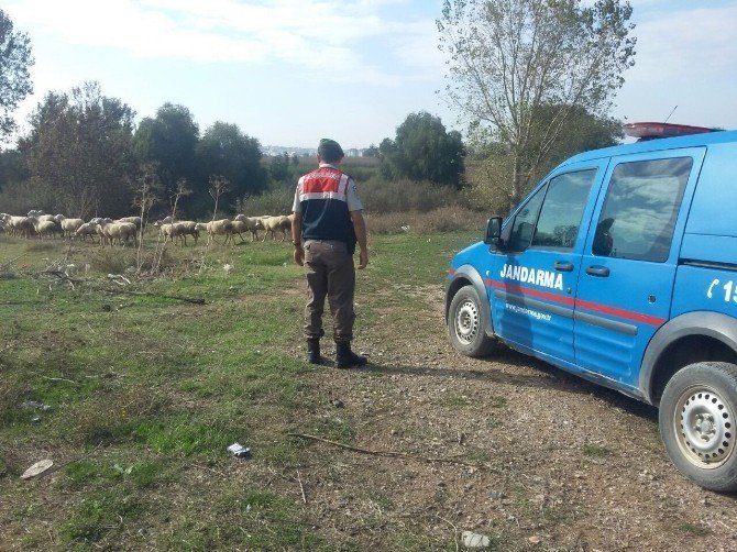 Bursa'da Bir Çoban Tüfekle Vuruldu
