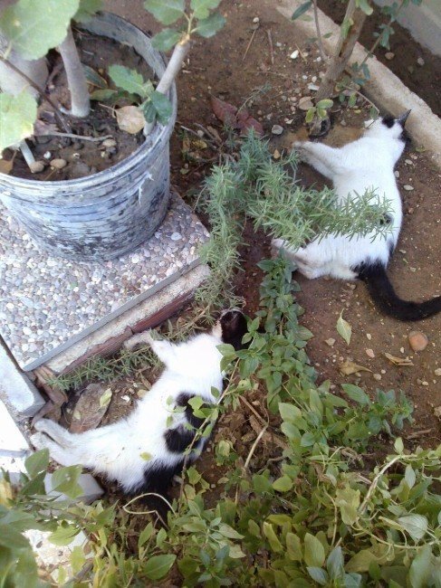Manavgat’ta Kedi Ölümlerine Bir Yenisi Daha Eklendi