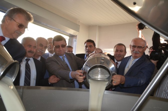 Bafra’da Damızlık Manda Üreticileri Birliği Süt Toplama Merkezi Açıldı