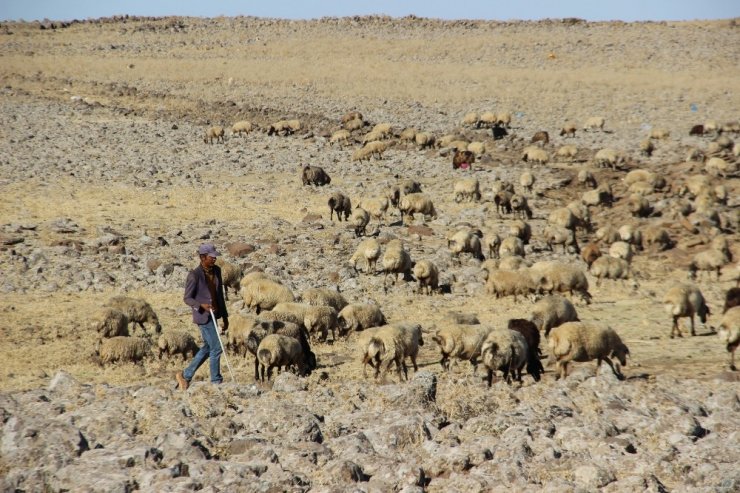 Diyarbakır’da Hayvancılar, 3 Bin Tl’ye Çalışacak Çoban Bulamıyor