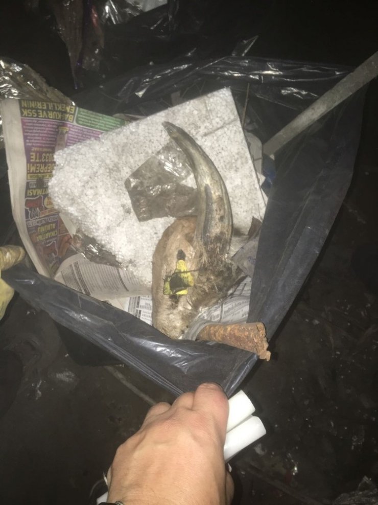 Çöplük Haline Gelen Bodrumdan Hayvan Kafatası Çıktı