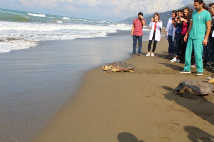 Tedavi Edilen Deniz Kaplumbağaları Doğal Ortamlarına Bırakıldı