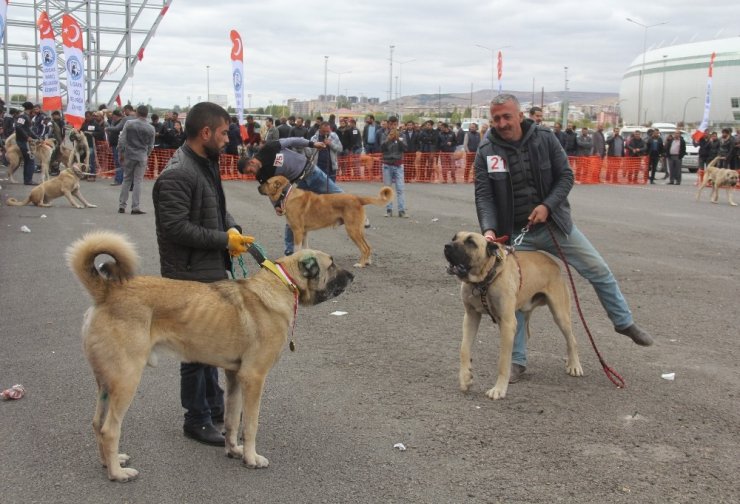 Sivas’ta Çoban Köpekleri Güzellik Yarışması