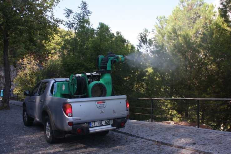 Alanya’da Çam Ağaçları Zararlılarına Karşı Biyolojik Mücadele