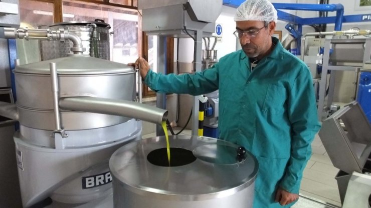 Zeytin Atıkları Çöpe Gitmiyor, Gübre Ve Hayvan Yemi Oluyor