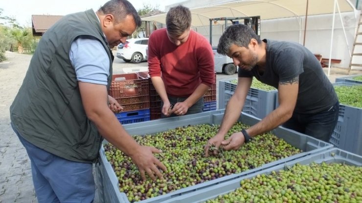 Zeytin Atıkları Çöpe Gitmiyor, Gübre Ve Hayvan Yemi Oluyor