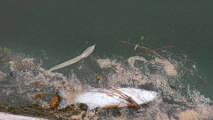 Manavgat Titreyengöl’de Balık Ölümleri