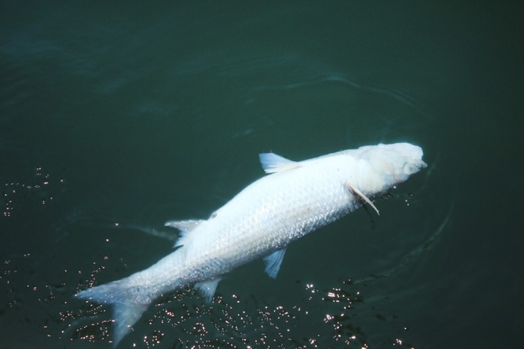 Manavgat Titreyengöl’de Balık Ölümleri