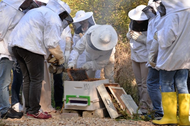 Arı Ölümleri İklim Değişikliğinden Kaynaklanıyor