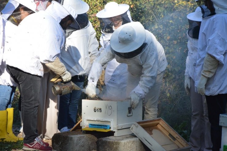 Arı Ölümleri İklim Değişikliğinden Kaynaklanıyor