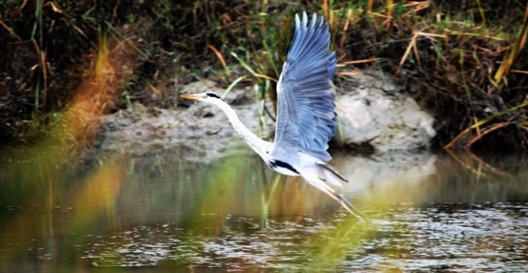 Unesco Adayı Kuş Cenneti’ndeki Foto Safariye Büyük İlgi