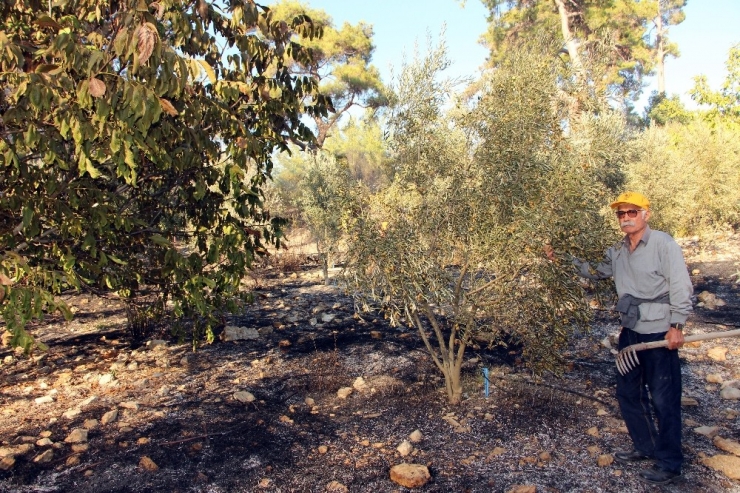 Antalya’a Orman Yangını