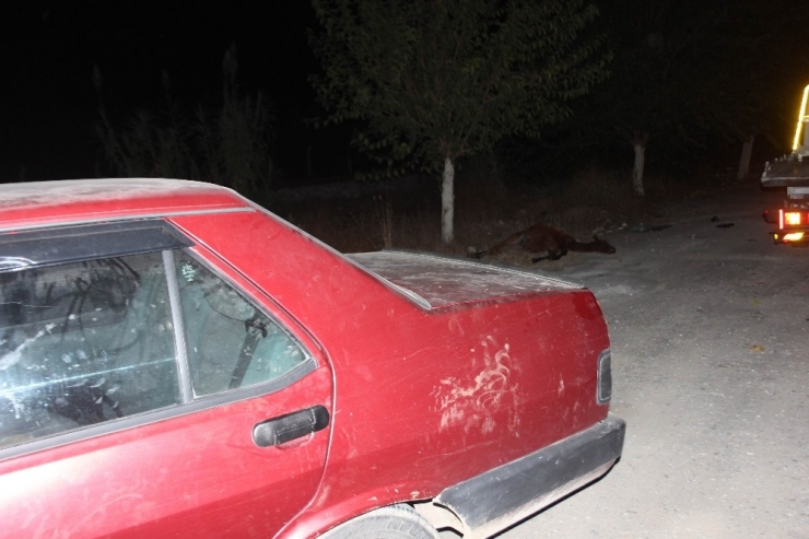 Gece Yarısı Evden Kaçan At Otomobile Girdi 2 Yaralı