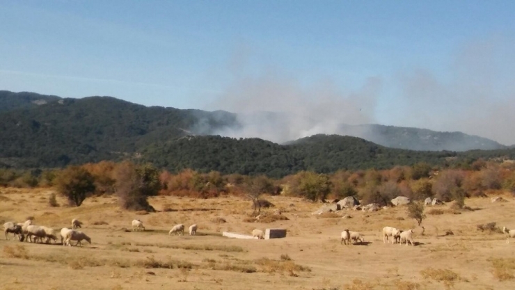 İzmir’deki Orman Yangını Kontrol Altında