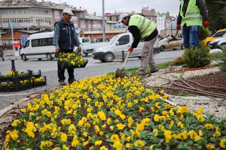 Sivas’ta Soğuğa Dayanıklı Çiçek Dikildi