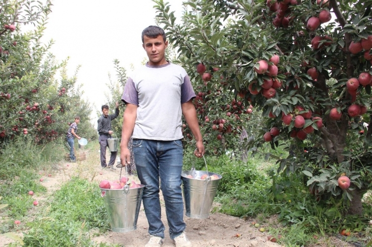Karaman’da Elma, Soğuk Hava Depolarına Girmeye Başladı