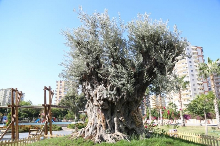 6 Metre Çapındaki Bin 500 Yıllık Zeytin Ağacı Görenlerin İlgi Odağı Oluyor