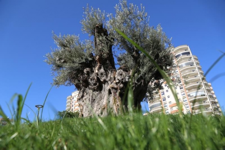 6 Metre Çapındaki Bin 500 Yıllık Zeytin Ağacı Görenlerin İlgi Odağı Oluyor