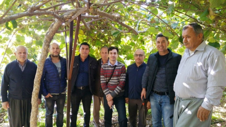 Erdemli’de Çiftçilere Kivi Yetiştiriciliği Eğitimi Verildi