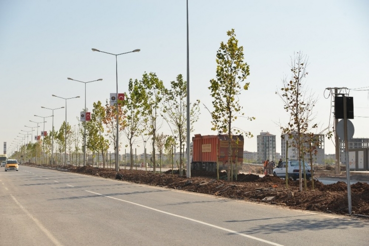 Büyükşehir, Diyarbakır’ı Ağaçlandırıyor