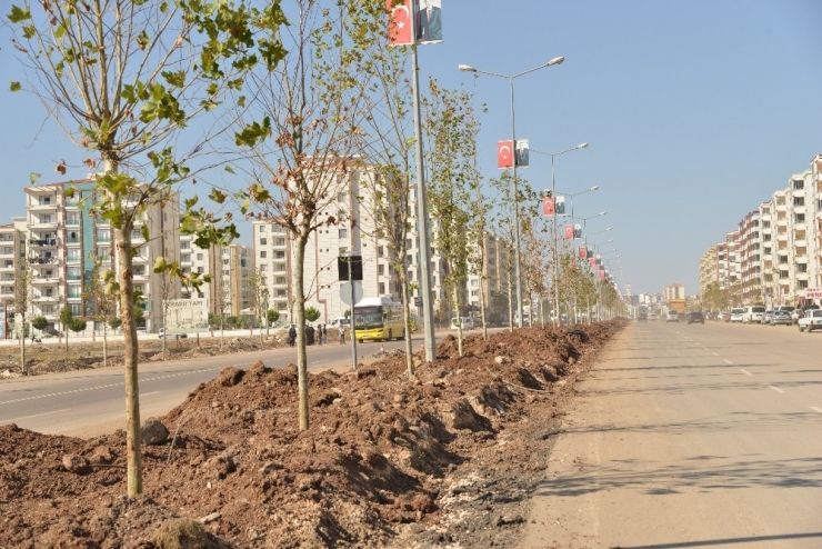 Büyükşehir, Diyarbakır’ı Ağaçlandırıyor