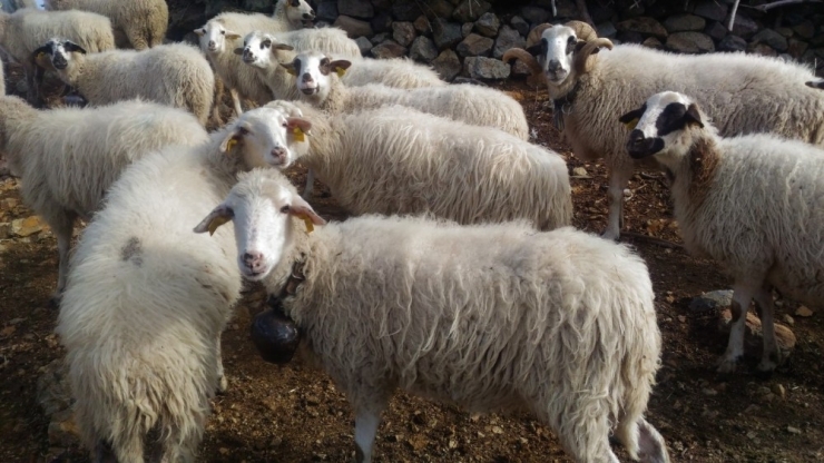 Burhaniye’de Damızlık Koyun Ve Keçi Desteklemesi Açıklaması
