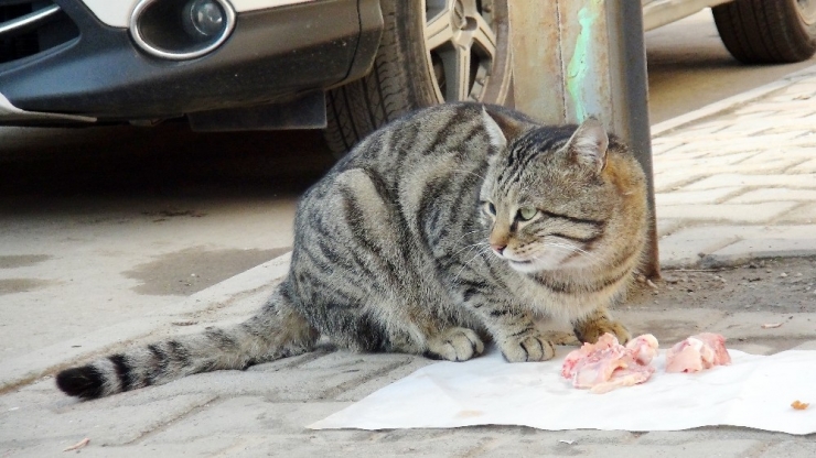 Lokantanın Maskotu Olan Kedi, Tavuklar İçin Nöbet Tutuyor