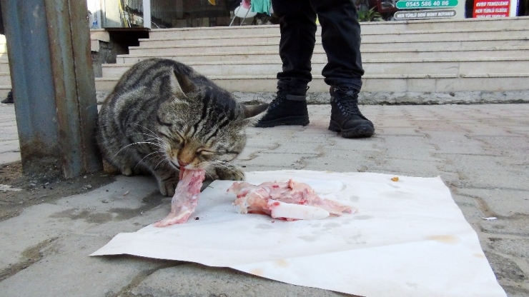 Lokantanın Maskotu Olan Kedi, Tavuklar İçin Nöbet Tutuyor