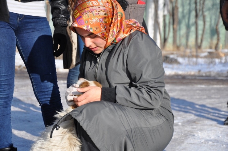 Kaü İnovatif Gençlik Kulübü Öğrencileri Sokak Köpeklerini Doyurdu