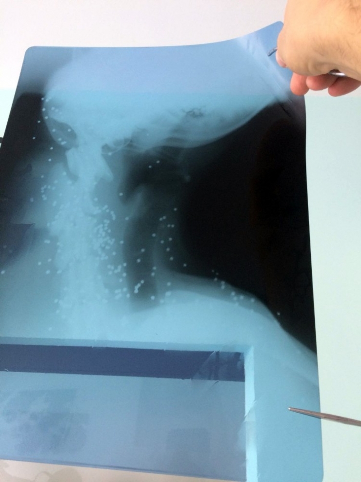 Yaralı Köpeğin Röntgen Filmini Görenler Şok Oldu