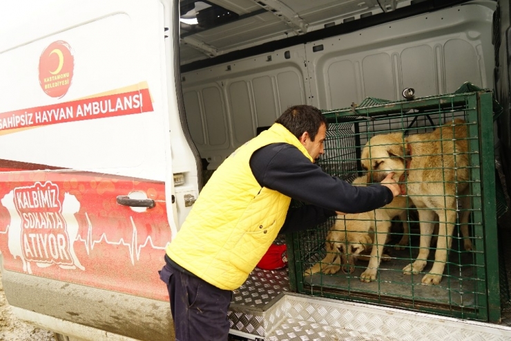 Kayıp 5 Kişilik Aileye Ait Çoban Köpekleri, Belediye Ekiplerince Barınağa Götürüldü