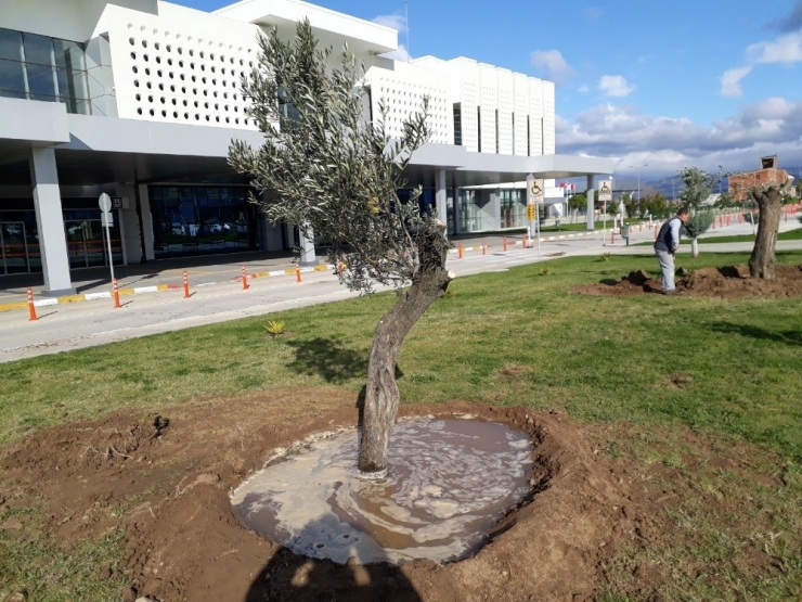 300 Yıllık Zeytin Ağaçları Odun Olmaktan Son Anda Kurtuldu